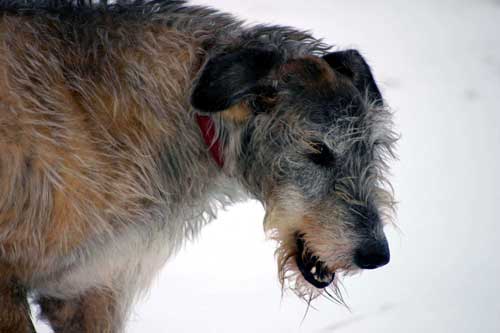 Grisu - Irish Wolfhound