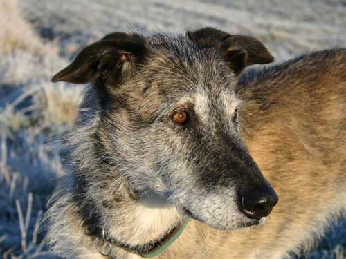 Rübezahl - Irish Wolfhound- Mischling 
